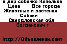 в дар собачка Капелька › Цена ­ 1 - Все города Животные и растения » Собаки   . Свердловская обл.,Богданович г.